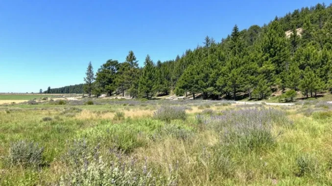 la-responsabilite-ci